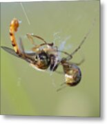 Spider And Its Prey Metal Print