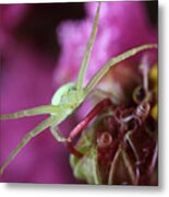 Spider In The Crepe Myrtle Tree Metal Print