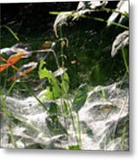 Spiderweb Over Rose Plants Metal Print