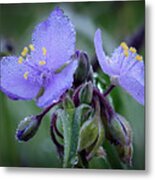 Spiderwort Metal Print