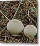 Spiny Puff Balls Metal Print