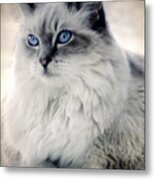 Spirit Cat 2 Metal Print