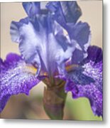 Splashacata. The Beauty Of Irises Metal Print