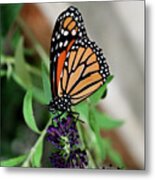 Spotted Butterfly Metal Print