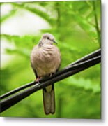 Spotted Dove Metal Print