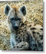 Spotted Hyena Metal Print