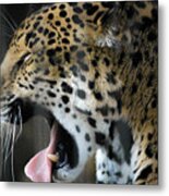 Spotted Jaguar Memphis Zoo Metal Print