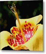 Spotted Lily Metal Print