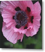 Spotted Pink Poppy Metal Print