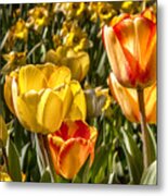 Spring Beauty 1 Tulips Large Canvas Art, Canvas Print, Large Art, Large Wall Decor, Home Decor, Metal Print