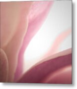 Spring Blooms 6796 Metal Print