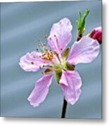 Spring Blossom Metal Print