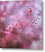 Spring Blossoms In Their Beauty Metal Print