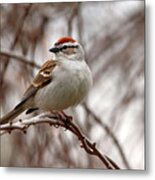 Spring Chipping Sparrow Metal Print