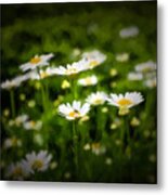 Spring Daisies Metal Print