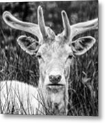 Spring Deer Metal Print