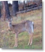 Spring Doe Metal Print