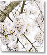 Spring Dogwood Blossoms Metal Print