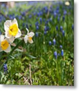 Spring Flowers Metal Print