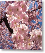 Spring Galore - Pink Cherry Blossoms Metal Print