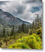 Spring In The Forest Metal Print