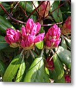 Spring Is In Bloom! Metal Print