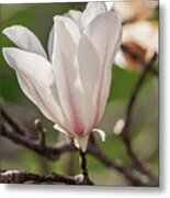 Spring Magnolia In Dallas Metal Print