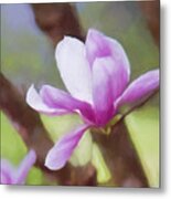 Spring Pink Saucer Magnolia Metal Print