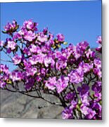 Spring Rhododendron In Altay Mountains Metal Print