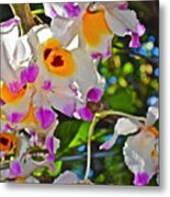 Spring Show 15 Brazilian Orchid Metal Print