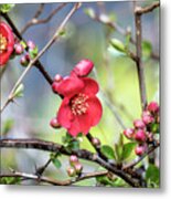 Spring Starts With Quince Metal Print