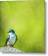 Spring Swallow Metal Print