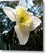 Spring's First Daffodil 3 Metal Print