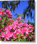 Springtime Azaleas Metal Print