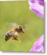 Springtime - Bee In Flight Metal Print