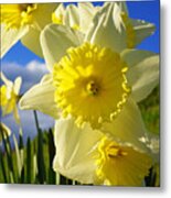 Springtime Bright Sunny Daffodils Art Prints Metal Print