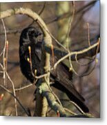 Springtime Crow Metal Print