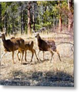 Springtime Mule Deer In The Pike National Forest Metal Print