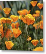 Springtime  Super Bloom In California Metal Print