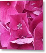 Spruce Street Hydrangea Metal Print