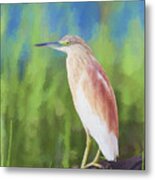 Squacco Heron Ardeola Ralloides Metal Print