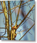 Squirrel #g0 Metal Print