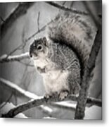 Squirrel  In The Maple Tree 2 Metal Print