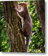 Squirrel On Tree - Paint Fx Metal Print
