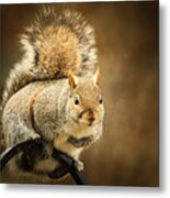 Squirrel Perch Metal Print