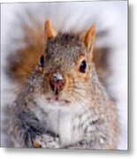 Squirrel Portrait Metal Print