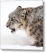 Stalking Snow Leopard Metal Print