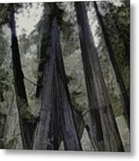 Stand Of Redwoods Metal Print