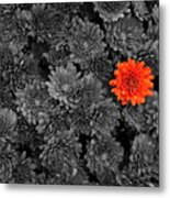 Standing Out From The Crowd Metal Print