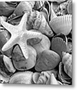 Starfish With Shells And Pebbles Mono Metal Print